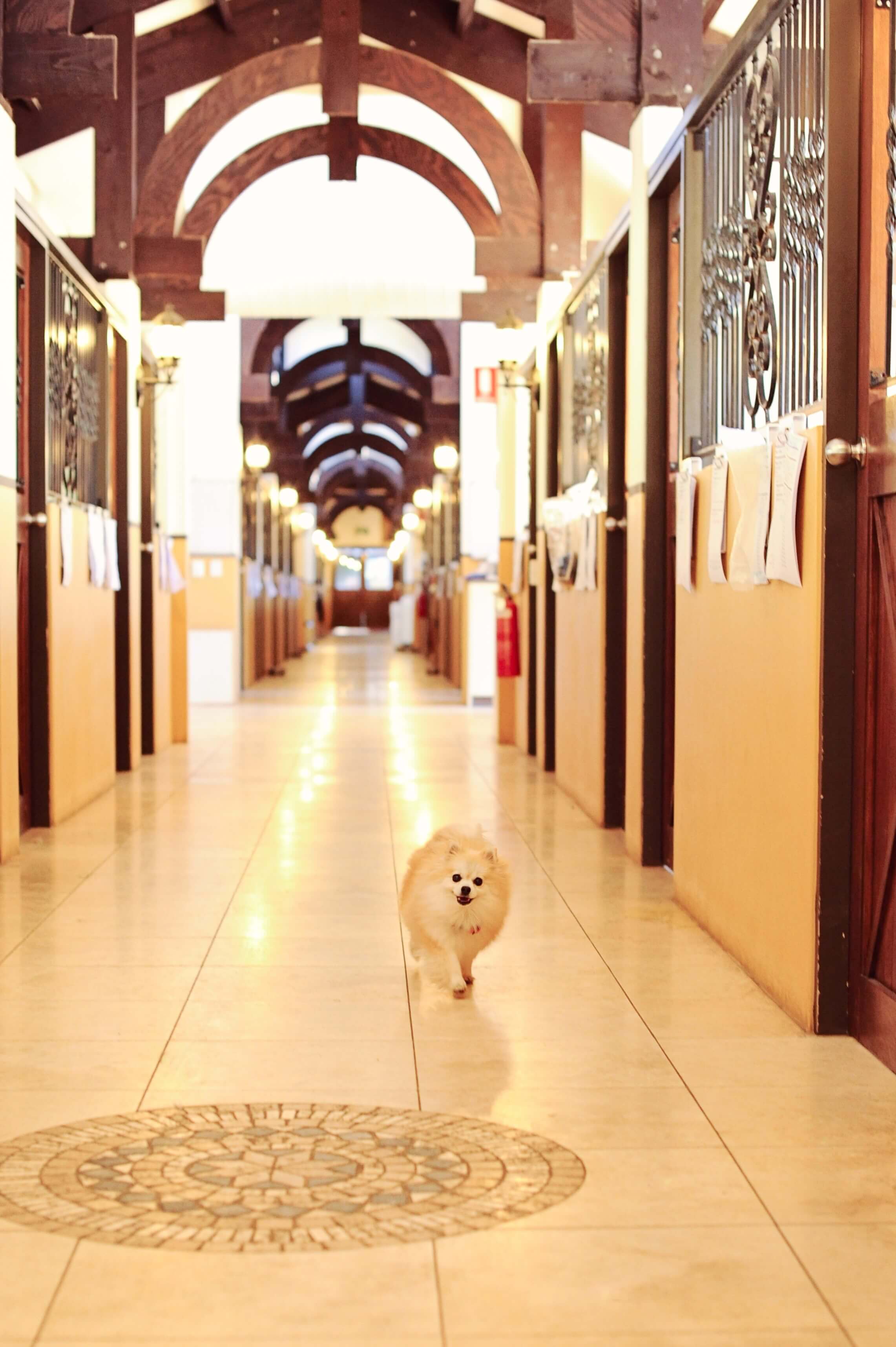 Pet Resorts of Australia Stay Love Central Coast